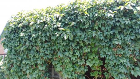 Lush Greenery Embracing a Vintage Home wallpaper