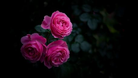 Pink roses wallpaper