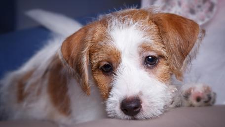 Kromfohrländer puppy wallpaper