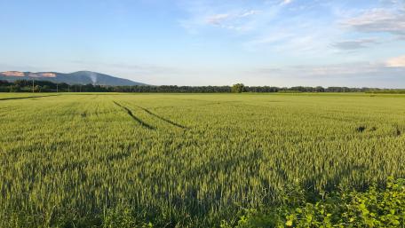 Wheat field at Danube band wallpaper