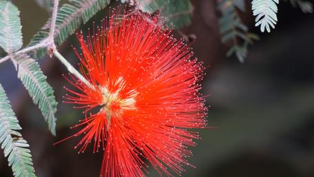 Vibrant Red Exotic Flower Close Up Wallpaper wallpaper