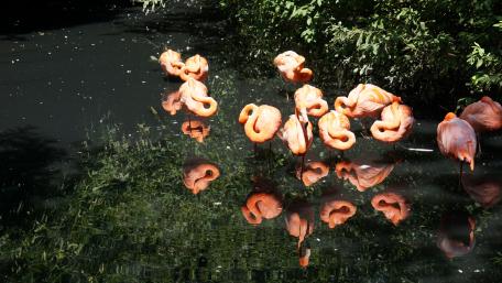 Flamingos wallpaper