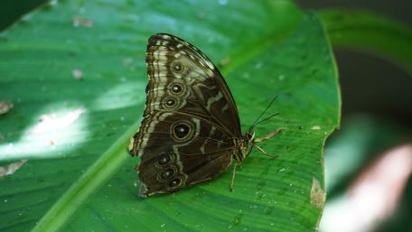 Elegant Butterfly on Green Leaf wallpaper