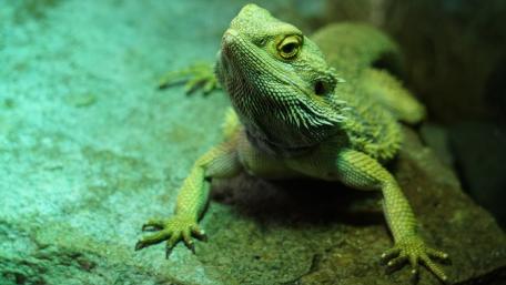 Iguana wallpaper