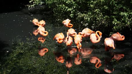 Elegant Flamingos in Serene Waters wallpaper