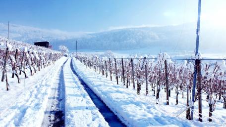 Vineyards in winter wallpaper