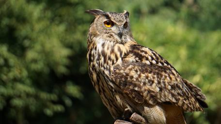 Great horned owl wallpaper