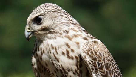 Majestic Bird of Prey in Detail wallpaper