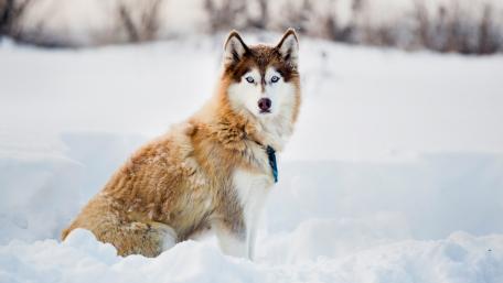 Husky in the snow wallpaper