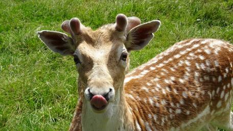 Cute fawn wallpaper