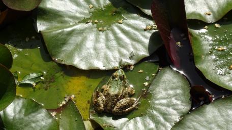 Frog wallpaper
