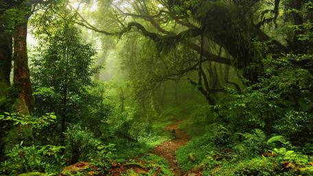 Riparian forest path wallpaper