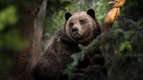 Bear on a tree wallpaper