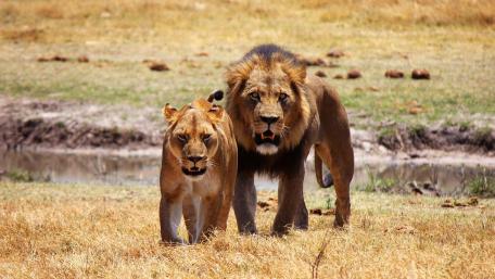 Lion couple wallpaper