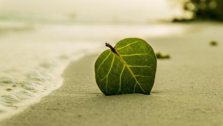 Green leaf in the sand wallpaper