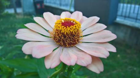 Delicate Pink Flower in Bloom wallpaper