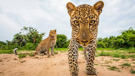 Inquisitive leopard wallpaper