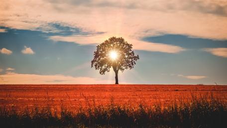 Lone tree in the sunset wallpaper