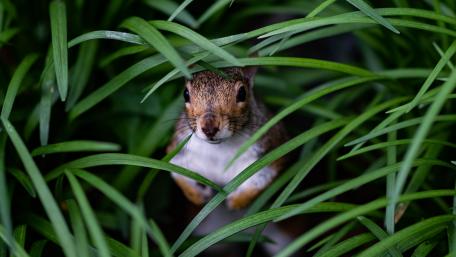 Curious Squirrel in Lush Grass wallpaper