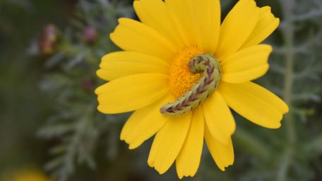 Worm on flower wallpaper