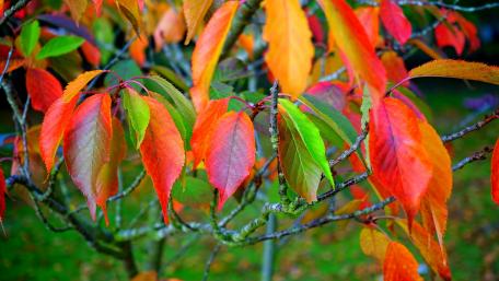 Colorful autumn leaves wallpaper