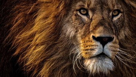 Lion face wallpaper