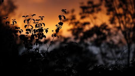 Elegant Silhouettes Against a Vibrant Sunset Sky wallpaper