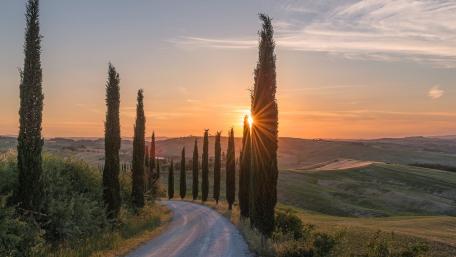 Cypresses along the road wallpaper
