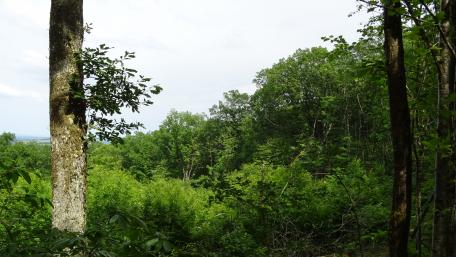 Lush Forest Serenity Wallpaper wallpaper