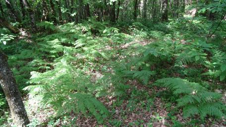 Lush Green Woodland Scene wallpaper