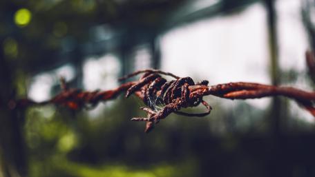 Old barbed wire wallpaper