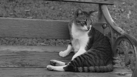 Elegant cat wallpaper