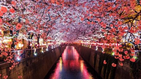 Sakura Tunnel in Tokyo wallpaper