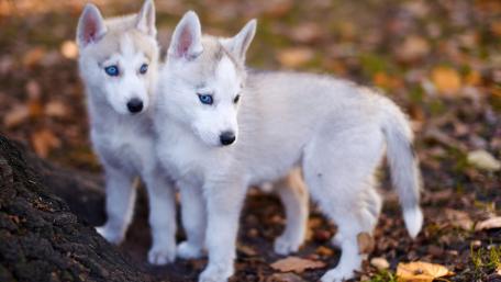 Siberian Husky puppies wallpaper