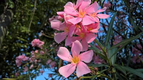 Pink Leander Blossom in Vibrant 4K Detail wallpaper