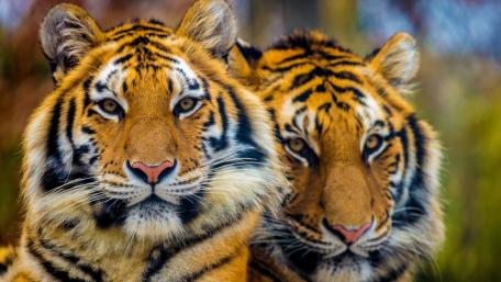 Tigers wallpaper