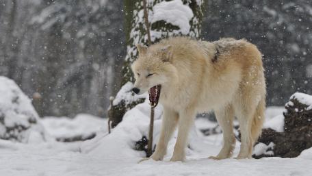 Majestic Wolf in Winter Wonderland wallpaper
