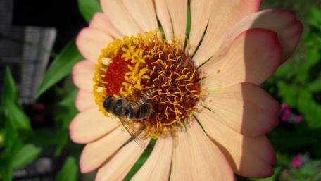 Vibrant Flower and Busy Bee Interaction wallpaper