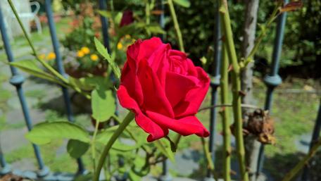 Red rose in the garden wallpaper