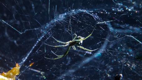 Spider in web wallpaper