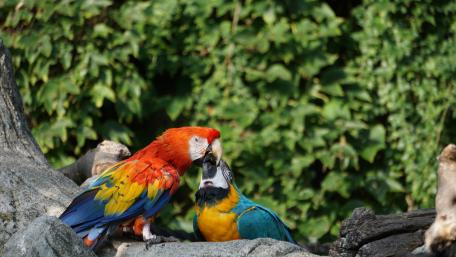 Colorful Macaws Interacting in Nature Scene wallpaper