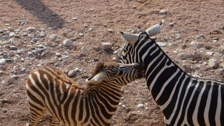Zebras Embrace in Nature's Harmony wallpaper