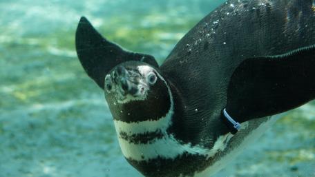 Curious Penguin Swimming Underwater wallpaper