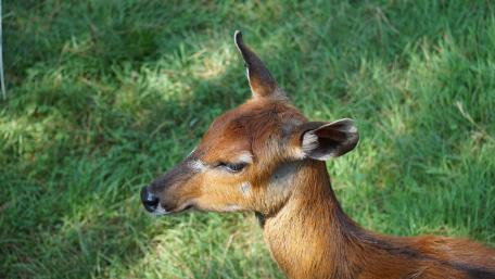 Graceful Deer in Natural Habitat wallpaper