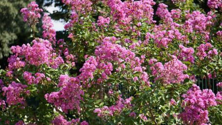 Vibrant Pink Blossoms in Bloom wallpaper