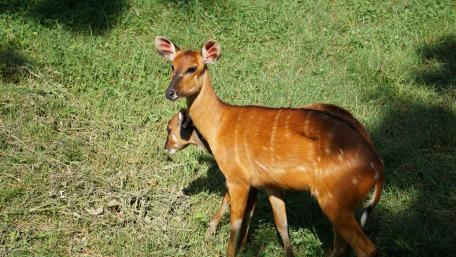 Elegant Antelopes in Serene Greenery wallpaper