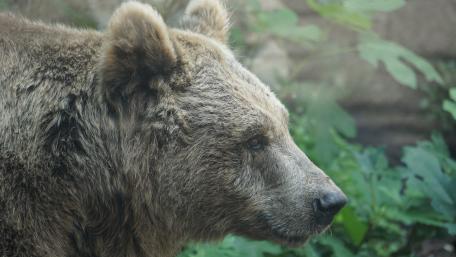 Majestic Bear in Nature Portrait wallpaper