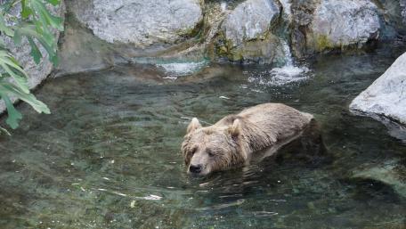 Cooling Bear in Refreshing Waters wallpaper