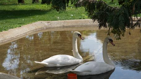 Swans in the park wallpaper