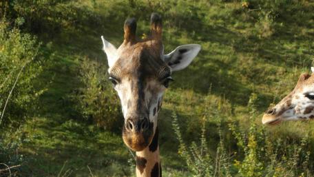 Gentle Giraffe in Natural Habitat wallpaper